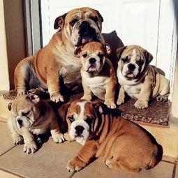 失散萌宝是全家福星（在下比格萌宝有何贵干）,比格萌宝的奇妙冒险