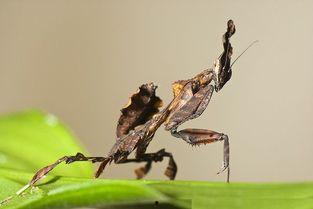 幽灵螳螂,揭秘自然界中的隐秘猎手